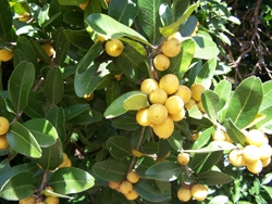 '科钦'中国酒饼簕Cochin China Atalantia, Atalantia citroides