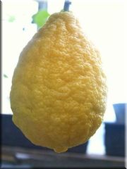 '巴茹拉'枸橼'Bajoura' citron © Petr Broža