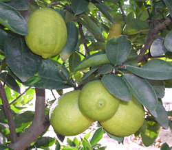 '波斯'莱姆Persian lime, Citrus latifolia