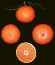 '艾伦代尔'橘橙Ellendale tangor, Citrus reticulata 'Ellendale'