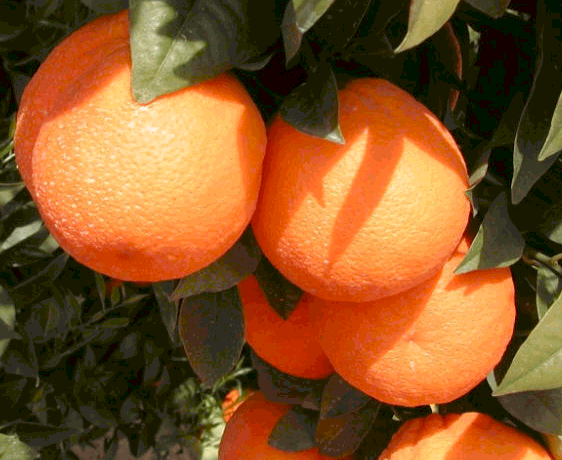 '塔罗科'血橙Tarocco blood orange, Citrus sinensis 'Tarocco'