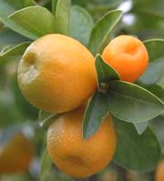 '福州'金柑Fukushu kumquat