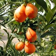 '日本橙柑'Orangequat 'Nippon'
