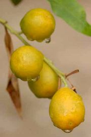 '马来亚'金柑Malayan kumquat