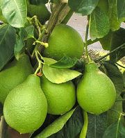 '皮尔'梨形柠檬Pear lemon, Citrus lumia