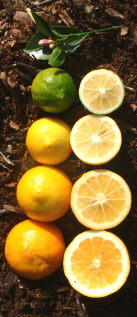 '北京柠檬'Meyer lemon