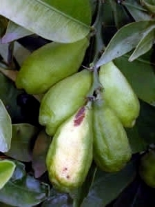 '罗素河'莱姆Russel River lime, Microcitrus inodora