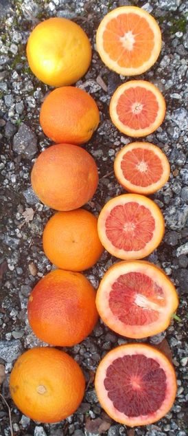 '莫洛'血橙Moro blood orange