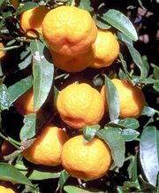 '纳斯纳兰'柑Mandarin 'Nasnaran' © C. Jacquemond / INRA