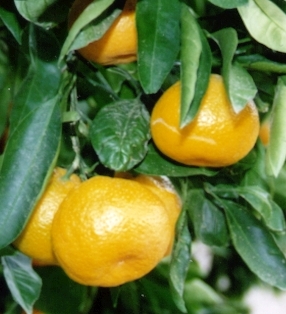 '尾张'温州蜜柑Owari satsuma, Citrus unshiu 'Owari'