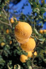 '里奇'枳橙Trifoliate orange 'Rich', Poncirus trifoliata