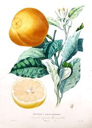 Engraving of an orange from Risso & Poiteau