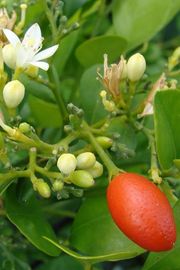 '莫克橙'月橘(九里香)Mock orange, Murraya paniculata
