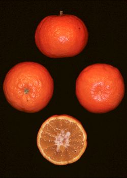 '奥兰多'橘柚Tangelo 'Orlando'