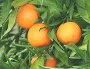 '阿尔及利亚'红橘Citrus reticulata 'Algerian'