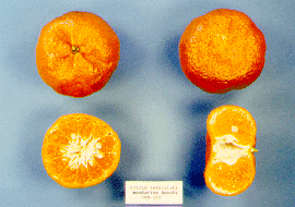 '美丽'橘Citrus reticulata 'Beauty of Glen Retreat'