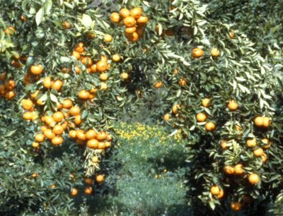 '美丽'橘'Beauty' mandarin