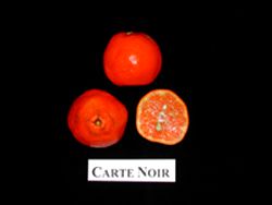 ‘卡特诺伊尔’红橘Clementine 'Carte Noir'