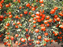 '长沙'柑Citrus reticulata 'Changsha'