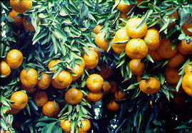 '希俄斯'柑Mediterranean mandarin 'Chios'