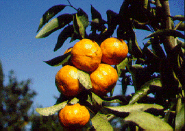 橘类Citrus reticulata 'Tangerine'