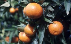 '科西嘉'红橘Citrus reticulata 'Corsica'