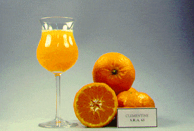 ‘阿尔及利安’红橘Citrus reticulata 'Algerian'