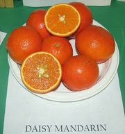 ‘戴西’杂柑Citrus reticulata 'Daisy'