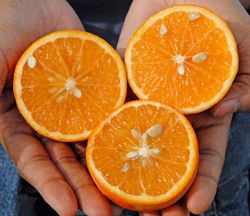 '戴西'柑Citrus reticulata 'Daisy'