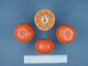 ‘丹西’红橘Tangerine 'Dancy'