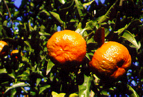 ‘丹西’红橘Tangerine 'Dancy'