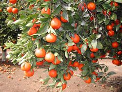 ‘丹西’红橘Tangerine 'Dancy'