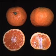 ‘北达特尾张’温州蜜柑Satsuma 'Dart North Owari'