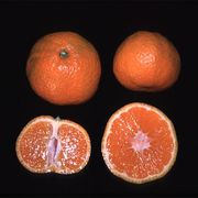 '达特南尾张'温州蜜柑Satsuma 'Dart South Owari'