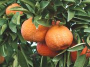 '土桥红'温州蜜柑Satsuma 'Dobashi Beni'