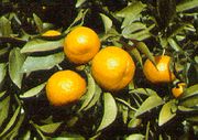 '皇帝柑'Mediterranean mandarin 'Emperor'