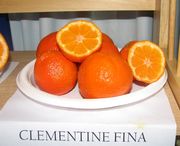 ‘菲娜’红橘Clementine 'Fina'