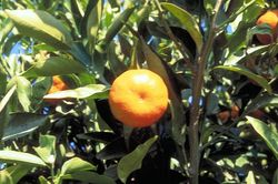 ‘福朱’橘Citrus reticulata 'Fuzhu'