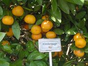 '金伯勒'温州蜜柑Satsuma 'Kimbrough'
