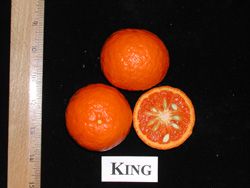 '国王'柑KingCitrus nobilis var. nobilis 'King'
