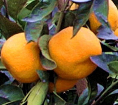 '久能'温州蜜柑Satsuma 'Kuno'