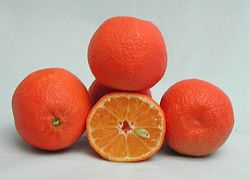 ‘马里索尔’红橘Citrus reticulata 'Marisol'