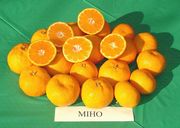 '三保'温州蜜柑Satsuma 'Miho'