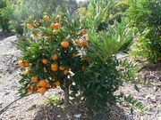 '宫川'温州蜜柑'Miyagawa' satsuma