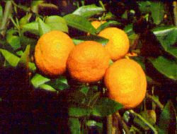 '加椪'国王柑Citrus nobilis 'Japon', Japanese mandarin