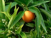 ‘努尔’红橘Citrus reticulata 'Nour'