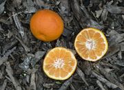 ‘诺尔斯’红橘'Nules' clementine