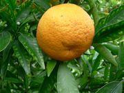 ‘诺尔斯’红橘'Nules' clementine