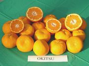 兴津'温州蜜柑Satsuma 'Okitsu'