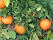 '兴津'温州蜜柑Citrus unshiu 'Okitsu'